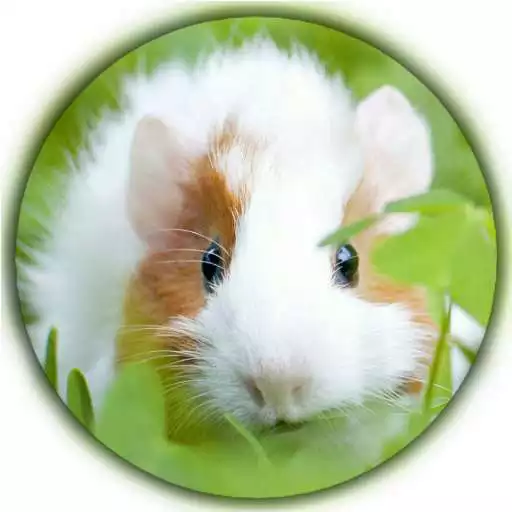 Play Guinea Pig New Wallpapers HD APK