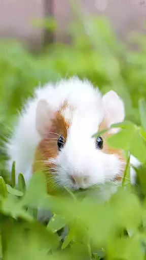 Play Guinea Pig New Wallpapers HD  and enjoy Guinea Pig New Wallpapers HD with UptoPlay