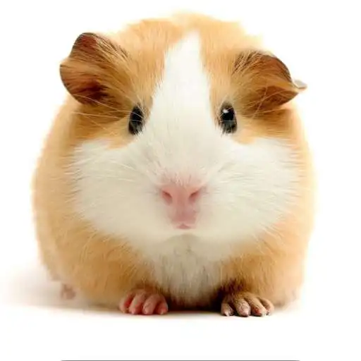 Free play online Guinea Pigs. Nature Wallpapers APK