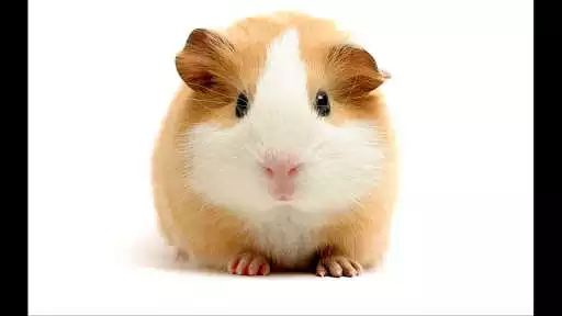 Play Guinea Pigs. Nature Wallpapers