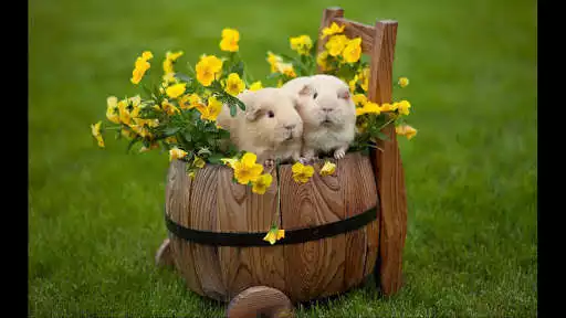 Play Guinea Pigs. Nature Wallpapers