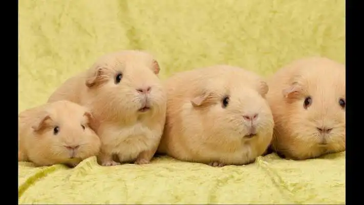 Play Guinea Pigs. Nature Wallpapers