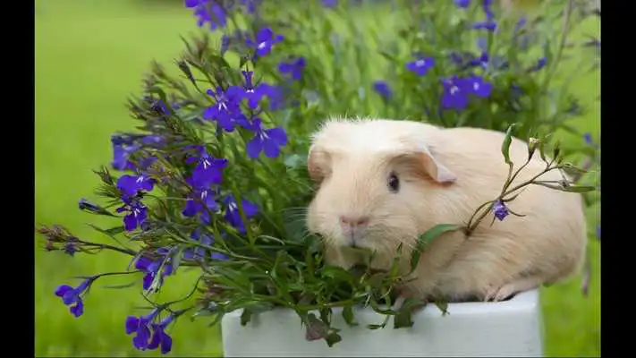 Play Guinea Pigs. Nature Wallpapers