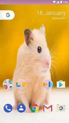 Play Hamster Life Wallpapers