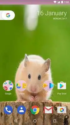 Play Hamster Life Wallpapers