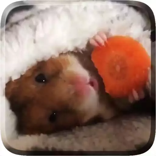 Play Hamster Live Wallpaper APK