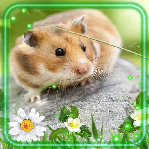 Play Hamsters Cool Live Wallpaper APK