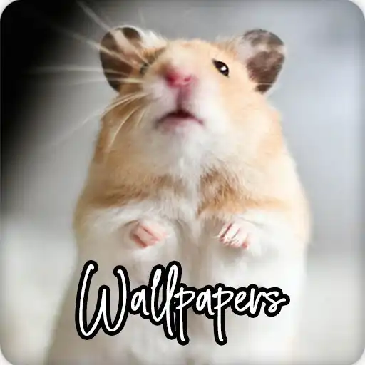 Play Hamster Wallpapers HD APK