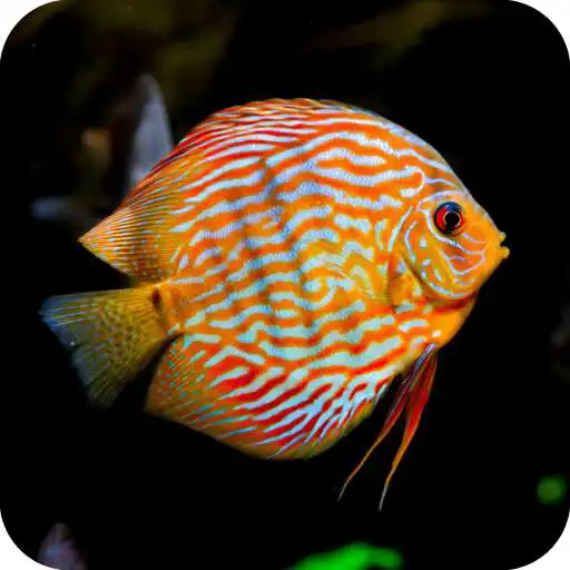 Play HD Aquarium Fish Wallpaper APK