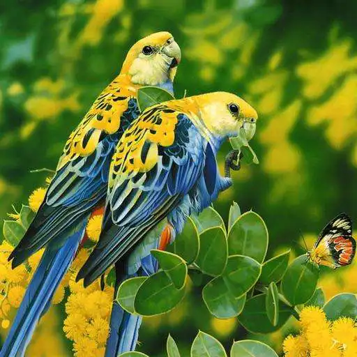 Play HD Bird Wallpapers APK