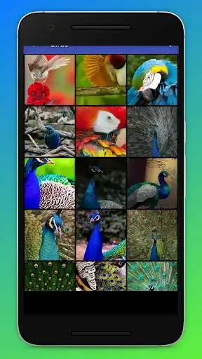 Play HD Bird Wallpapers as an online game HD Bird Wallpapers with UptoPlay