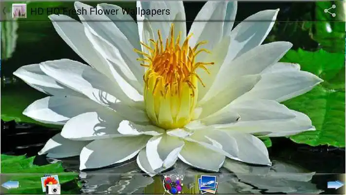 Play HD HQ Fresh Flower Wallpapers