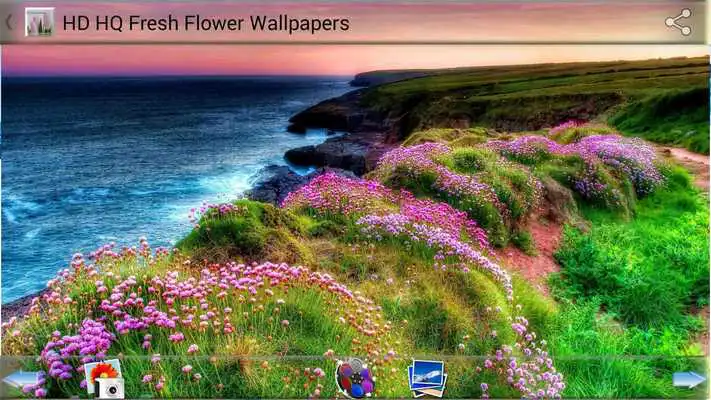 Play HD HQ Fresh Flower Wallpapers