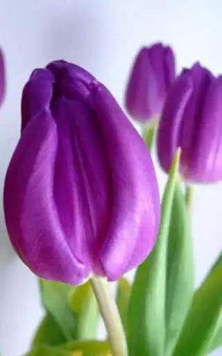 Play HD Purple Tulips Wallpaper