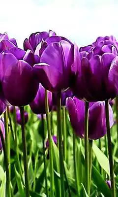 Play HD Purple Tulips Wallpaper