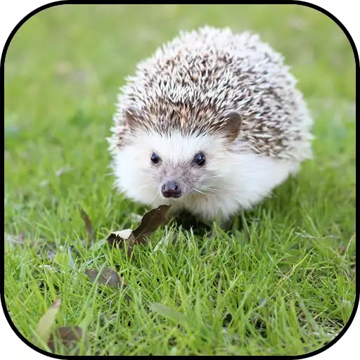 Play Hedgehog Wallpapers APK