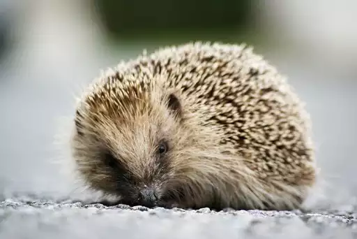 Play Hedgehog Wallpapers as an online game Hedgehog Wallpapers with UptoPlay