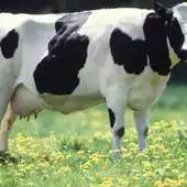 Free play online Holstein Cow Wallpapers FREE APK