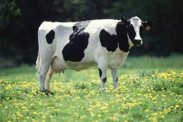 Play Holstein Cow Wallpapers FREE