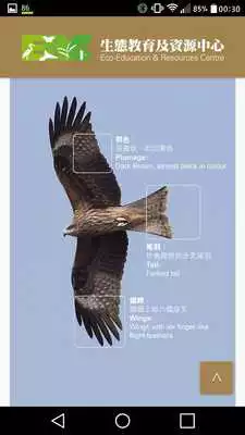 Play Hong Kong Black Kite Survey