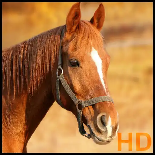 Play Horse pictures APK