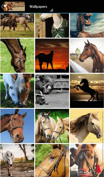 Play Horse pictures  and enjoy Horse pictures with UptoPlay