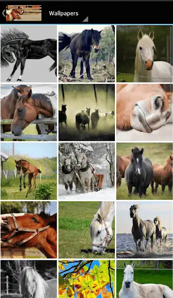 Play Horse pictures as an online game Horse pictures with UptoPlay