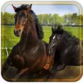 Free play online Horses Free HD live wallpaper APK