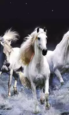 Play Horses Free HD live wallpaper