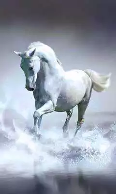 Play Horses Free HD live wallpaper