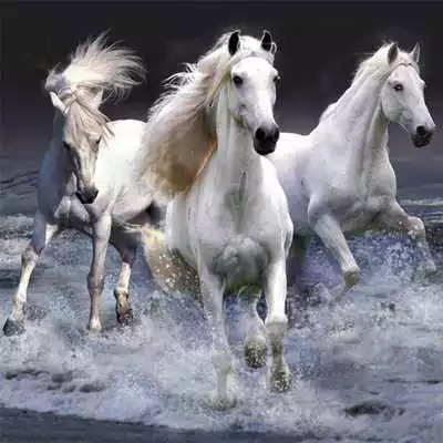 Play Horses Jigsaw Puzzles