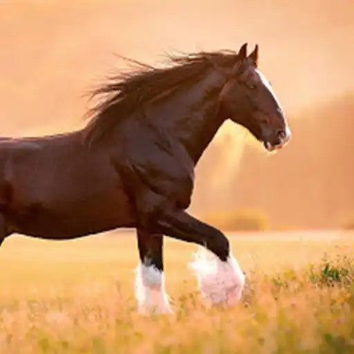 Play Horses Wallpapers Hd APK