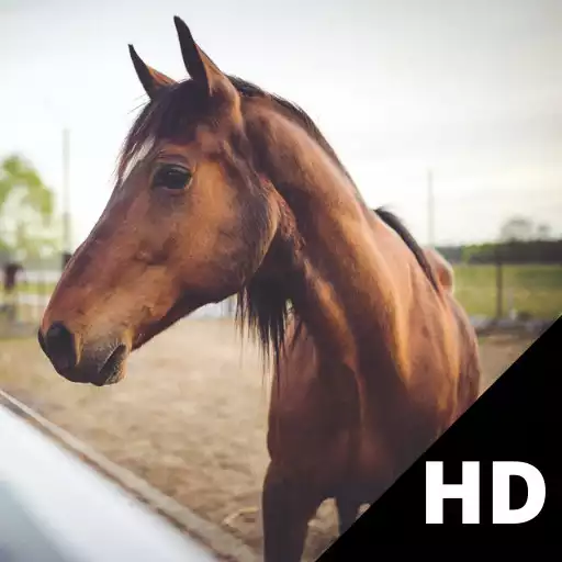 Play Horse Wallpaper HD APK