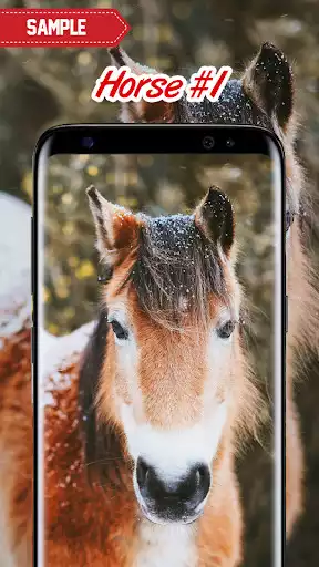 Play Horse Wallpaper  and enjoy Horse Wallpaper with UptoPlay