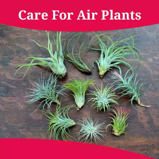 Free play online How To Care For Air Plants APK