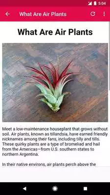 Play How To Care For Air Plants