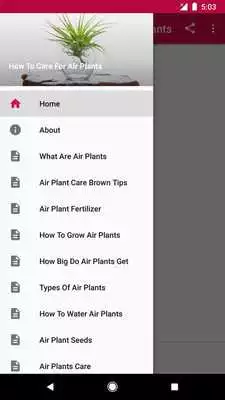 Play How To Care For Air Plants