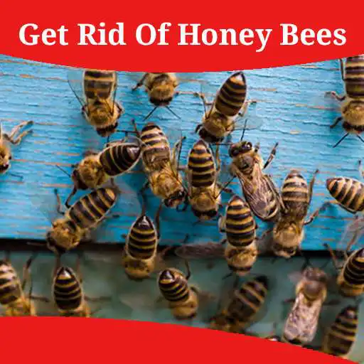 Play How To Get Rid Of Honey Bees APK