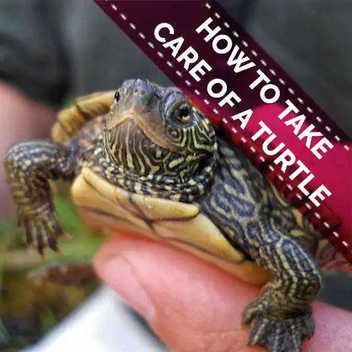 Play How To Take Care Of A Turtle - A Great Pet APK