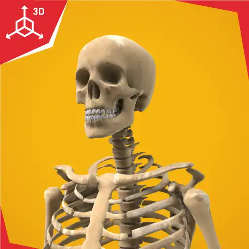 Play Human Skeletal System APK