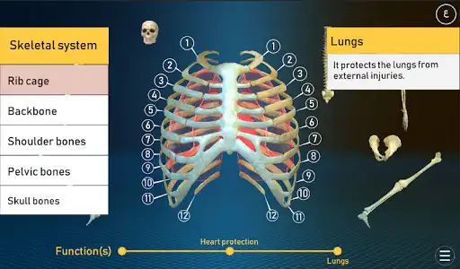 Play Human Skeletal System as an online game Human Skeletal System with UptoPlay