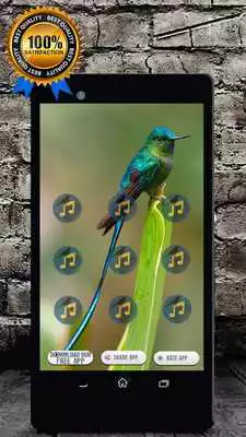 Play Hummingbird Call and Hummingbird Sounds