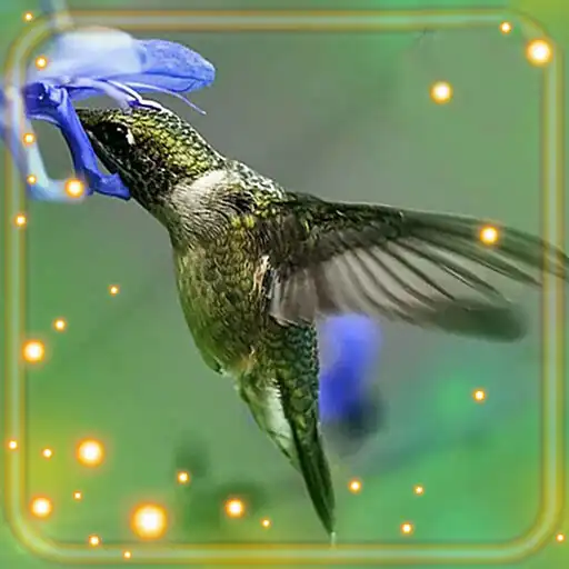 Play Humming Bird HD Live Wallpaper APK