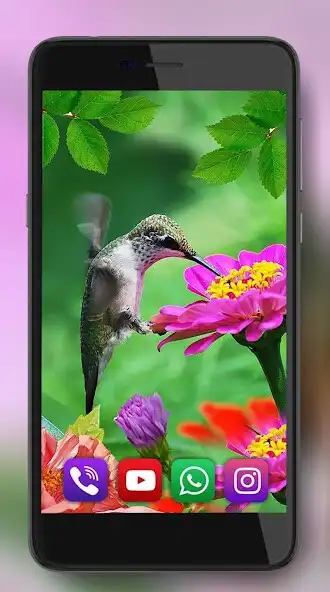 Play Humming Bird HD Live Wallpaper as an online game Humming Bird HD Live Wallpaper with UptoPlay