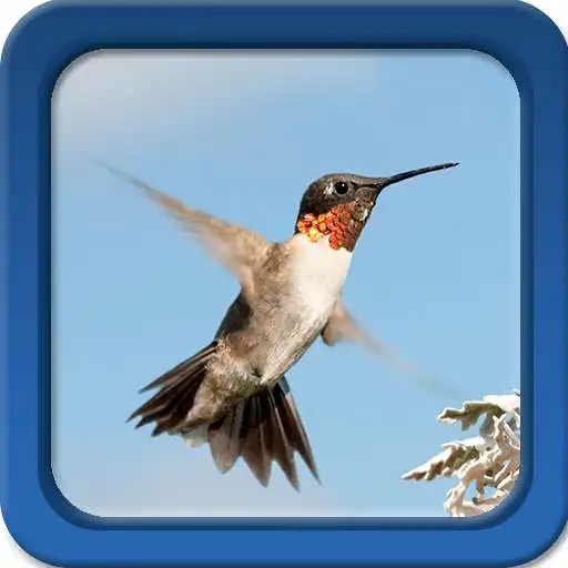 Free play online Hummingbirds Live Wallpapers  APK