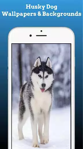 Play Husky Dog Wallpapers Siberian  and enjoy Husky Dog Wallpapers Siberian with UptoPlay