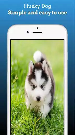 Play Husky Dog Wallpapers Siberian as an online game Husky Dog Wallpapers Siberian with UptoPlay