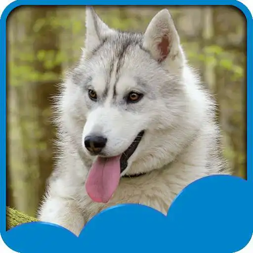 Free play online Husky Live Wallpapers  APK