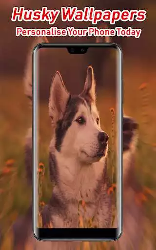 Play APK Husky Wallpapers  and enjoy Husky Wallpapers with UptoPlay com.zexica.app.husky.wallpapers