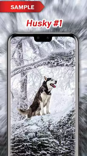 Play APK Husky Wallpapers  and enjoy Husky Wallpapers with UptoPlay com.zexica.app.husky.wallpapers